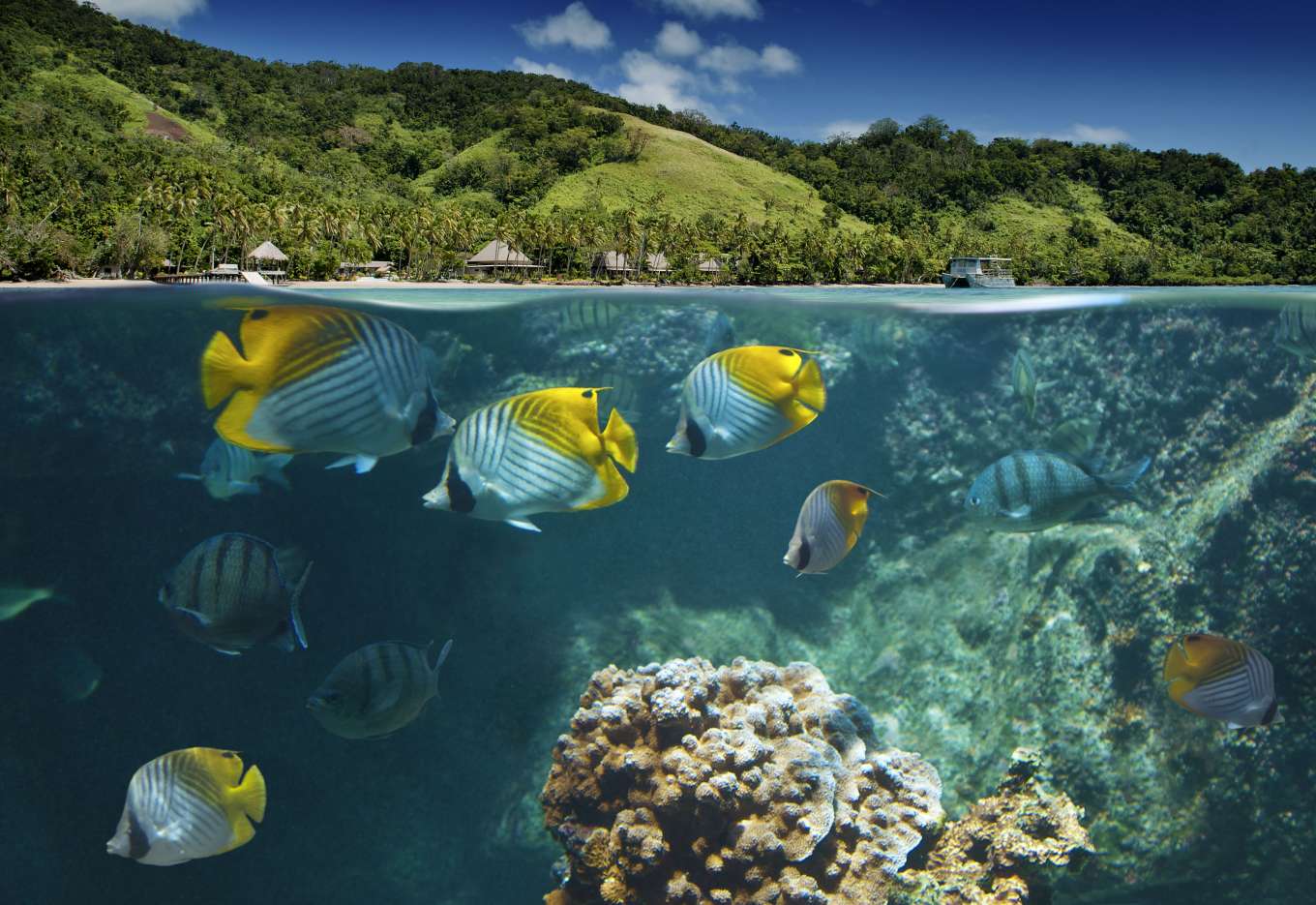 Фауна моря Фиджи