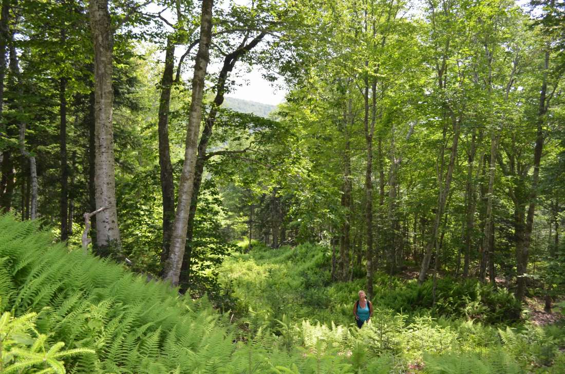 Long Island Nova Scotia, Canada Private Islands for Sale