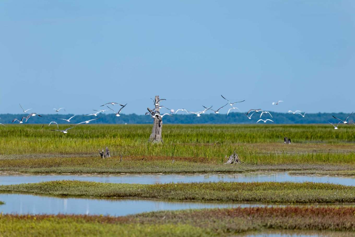 Bird Island, SC South Carolina, United States Private Islands for Sale