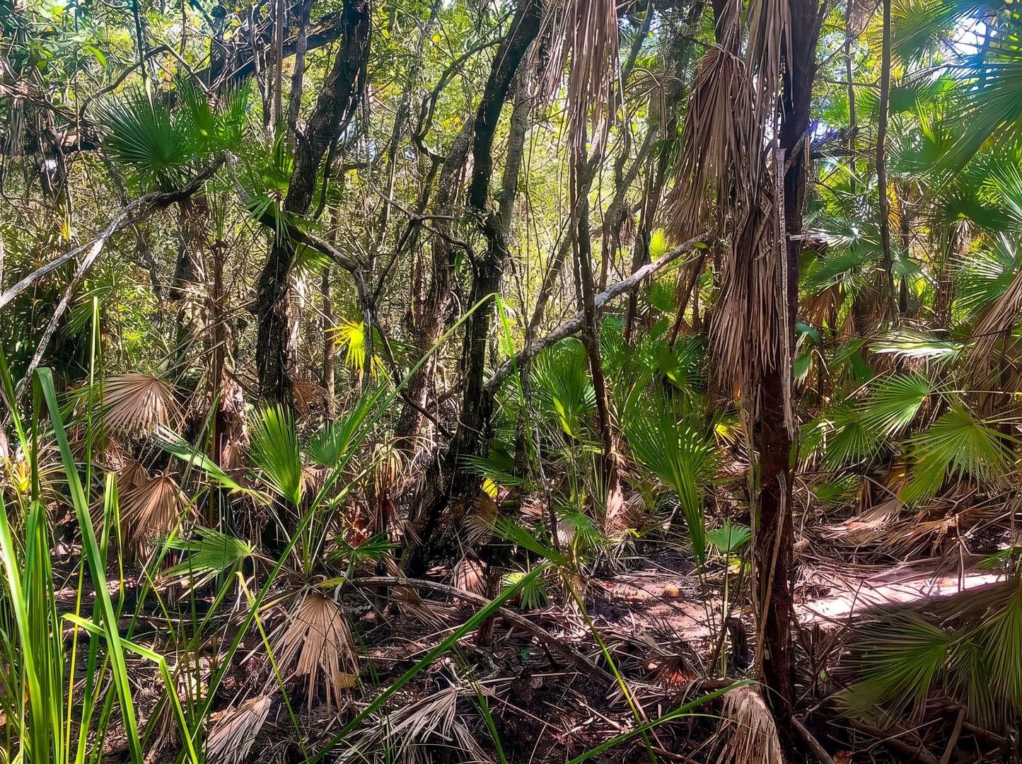 29.06 Acres For Sale in Toledo District – Private island in Central America