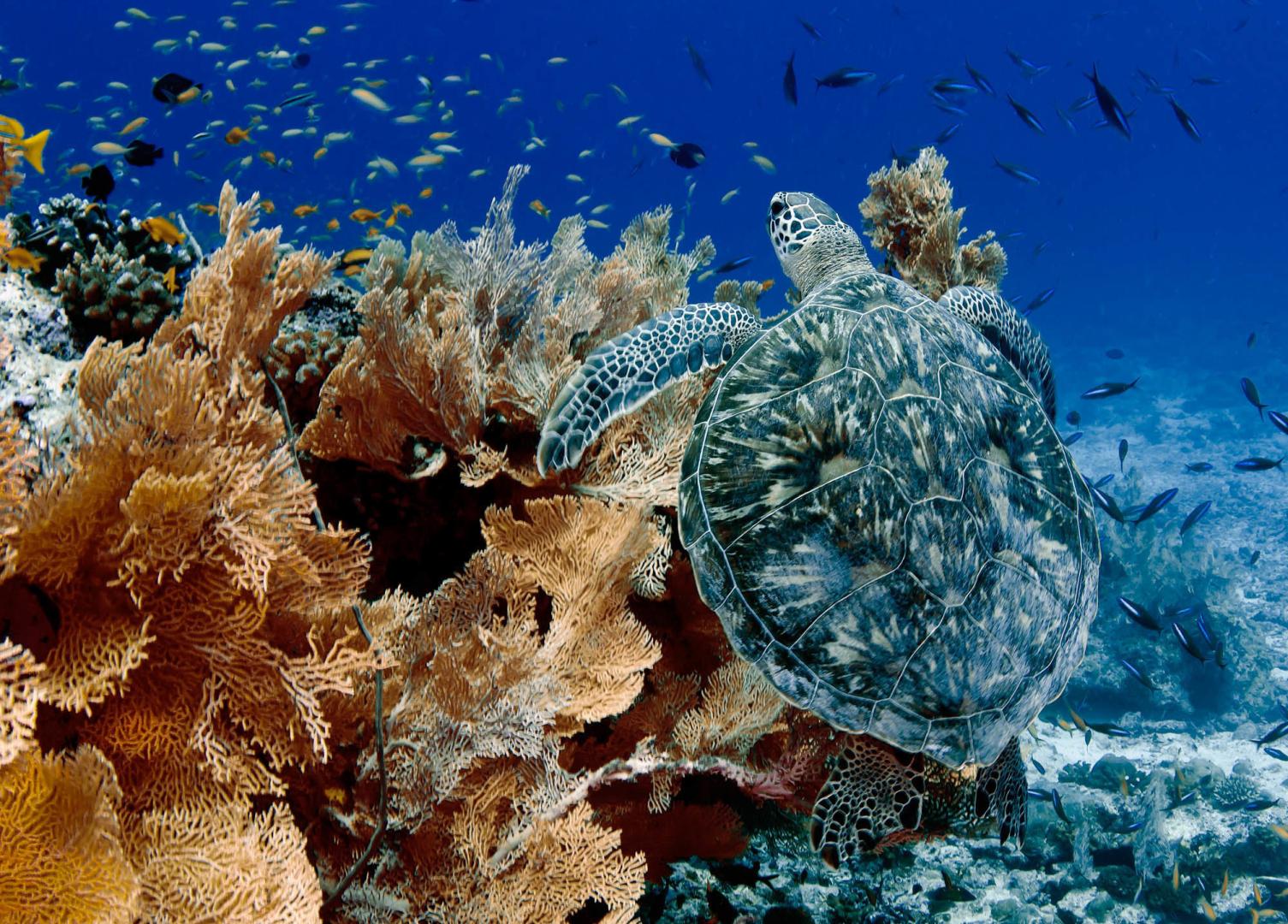 Alphonse Island image