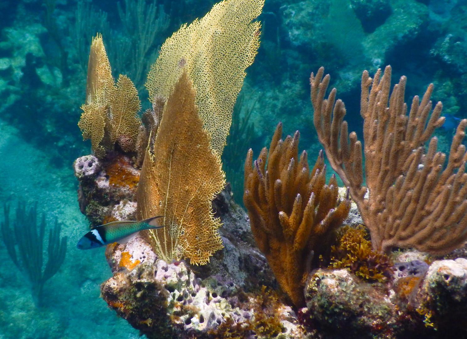 Choini Cay image