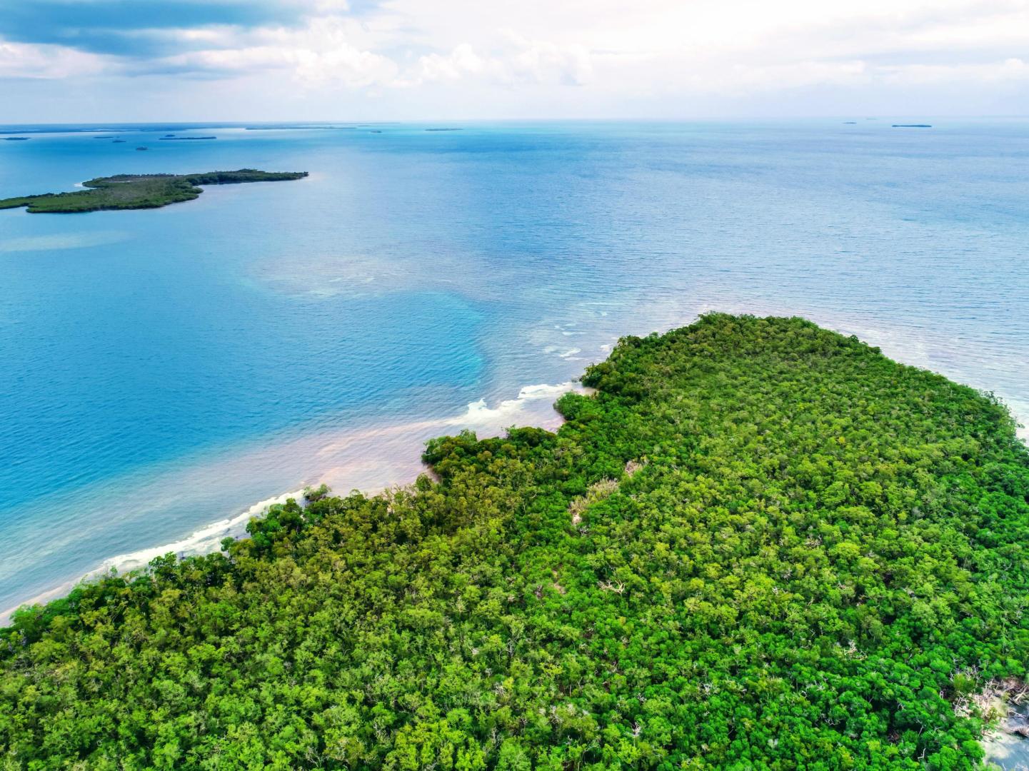 Rainforest Caye image