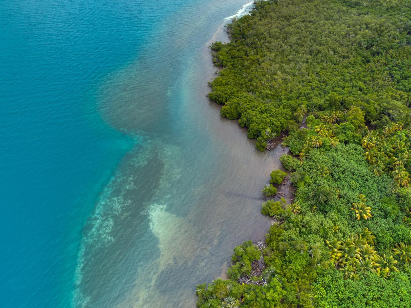 Rainforest Caye image
