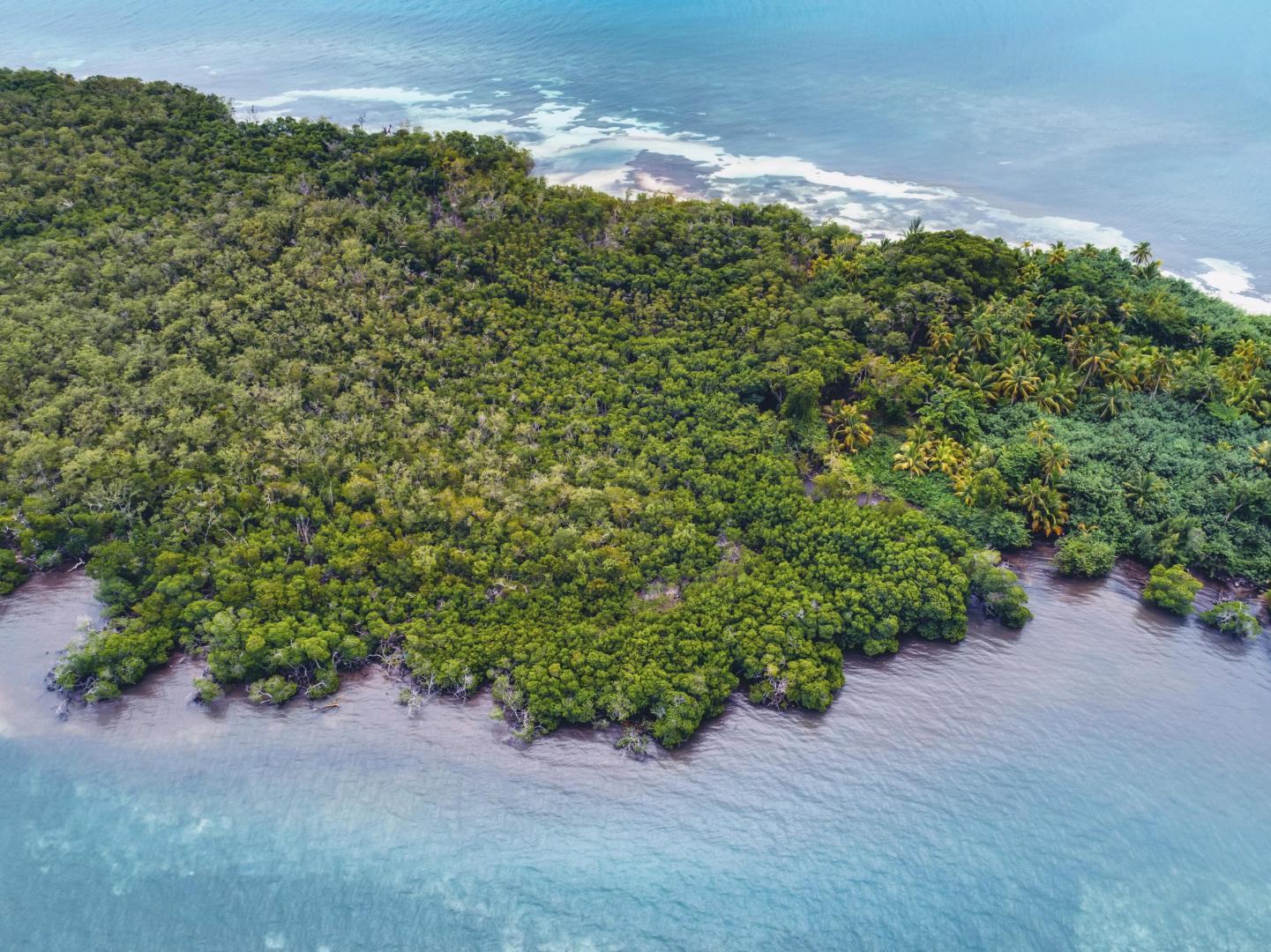 Rainforest Caye image