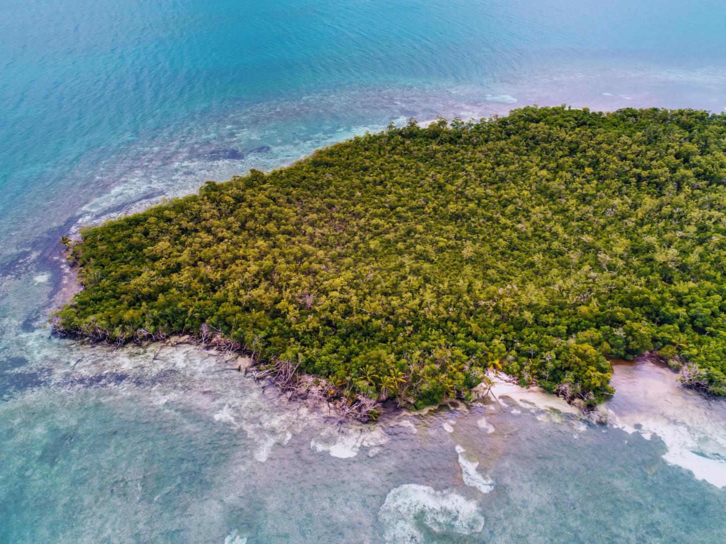 Rainforest Caye image