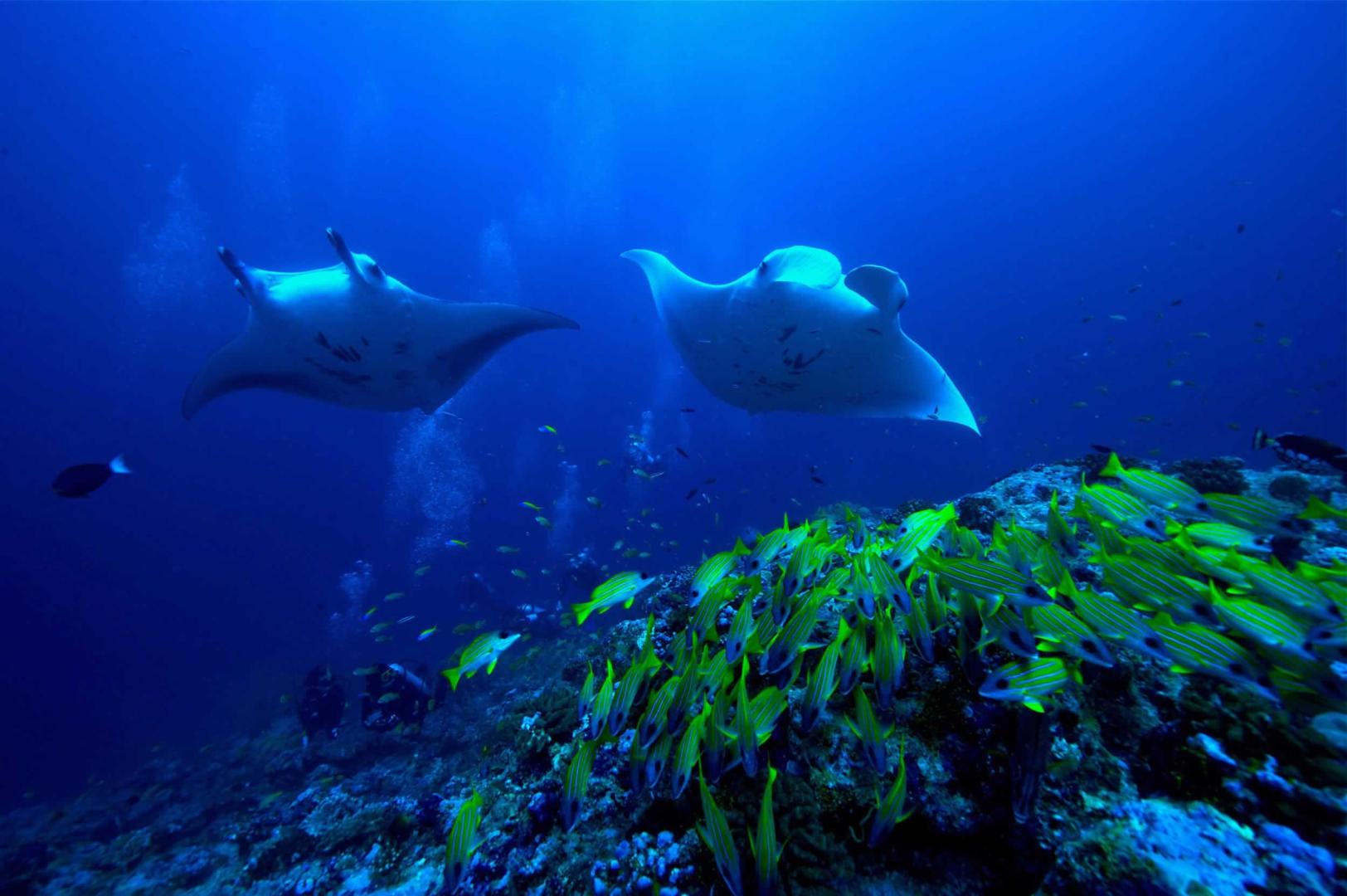 Raffles Maldives Meradhoo image