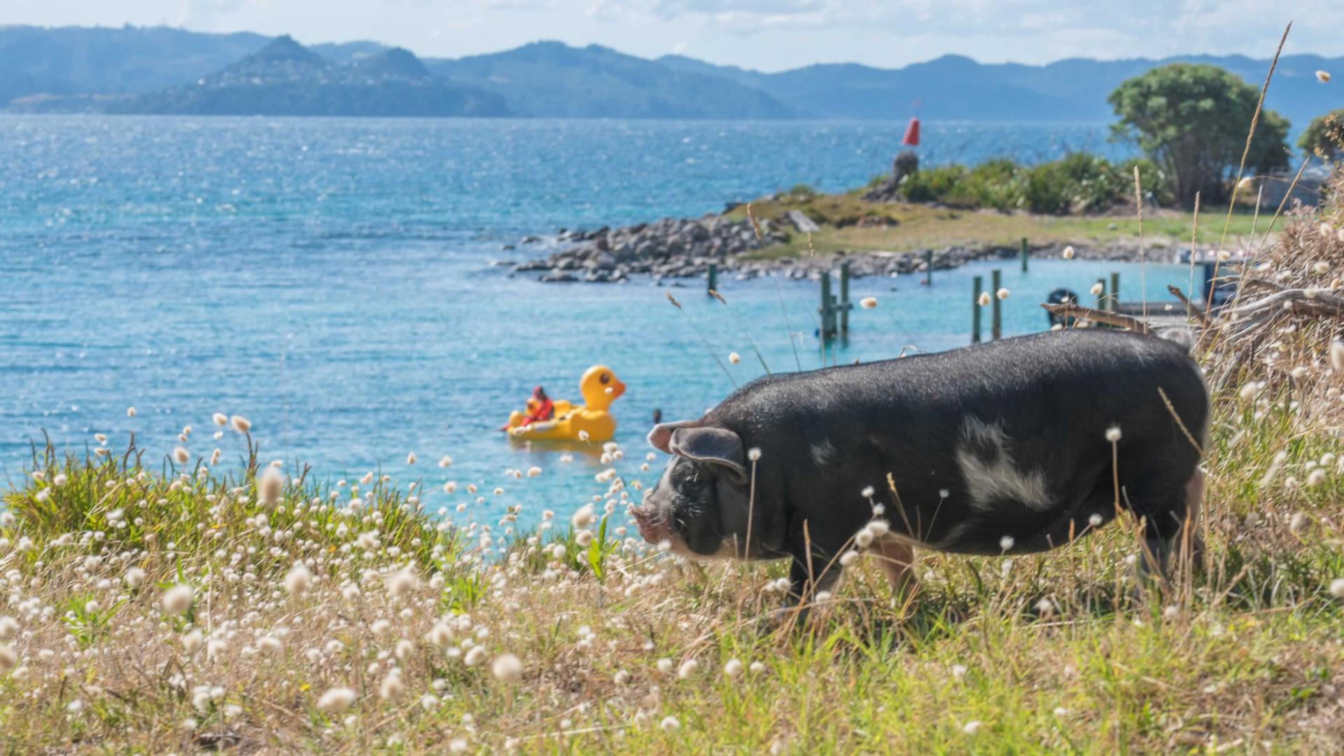 Slipper Island image