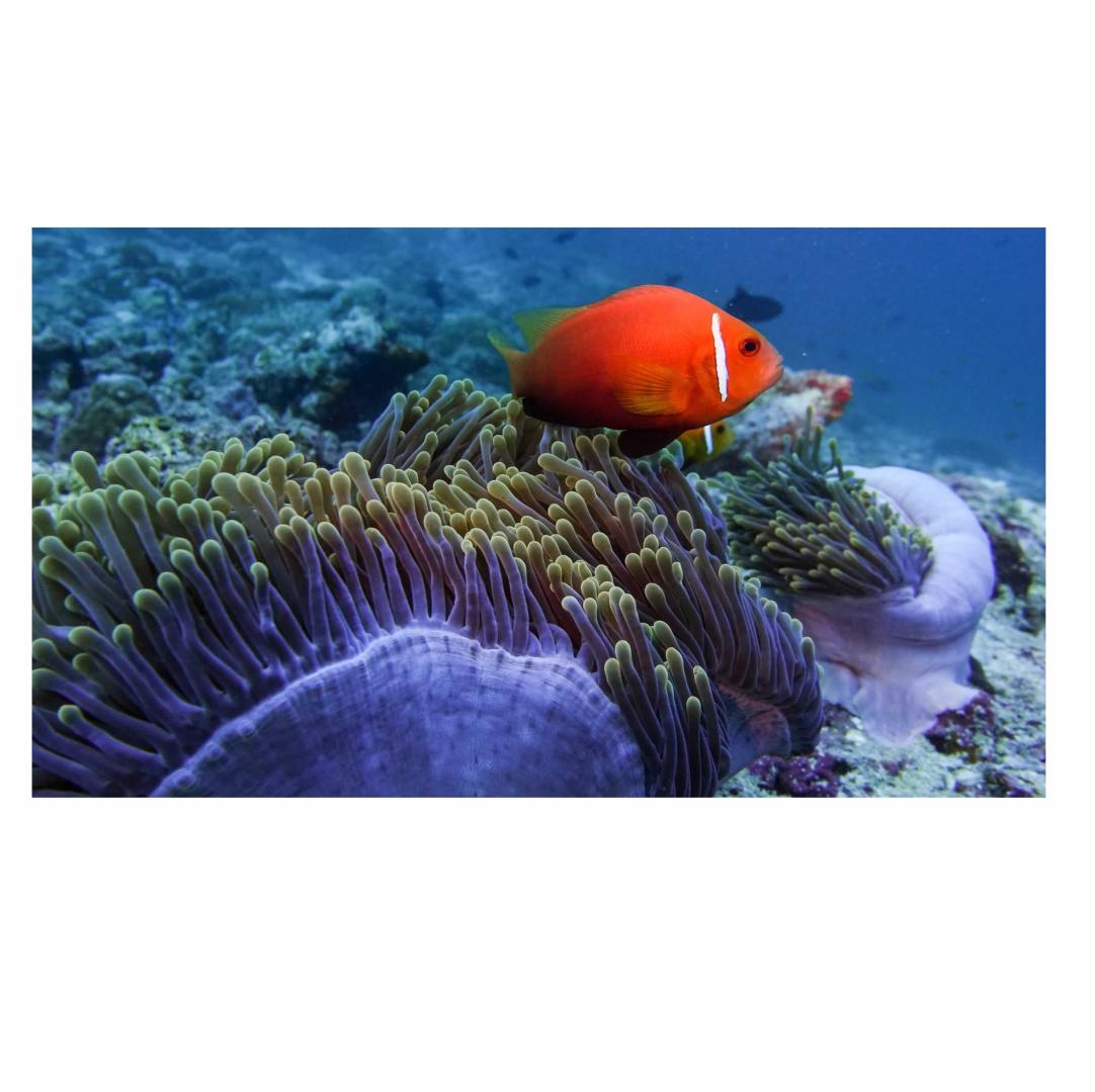 Movenpick Resort Kuredhivaru Maldives image