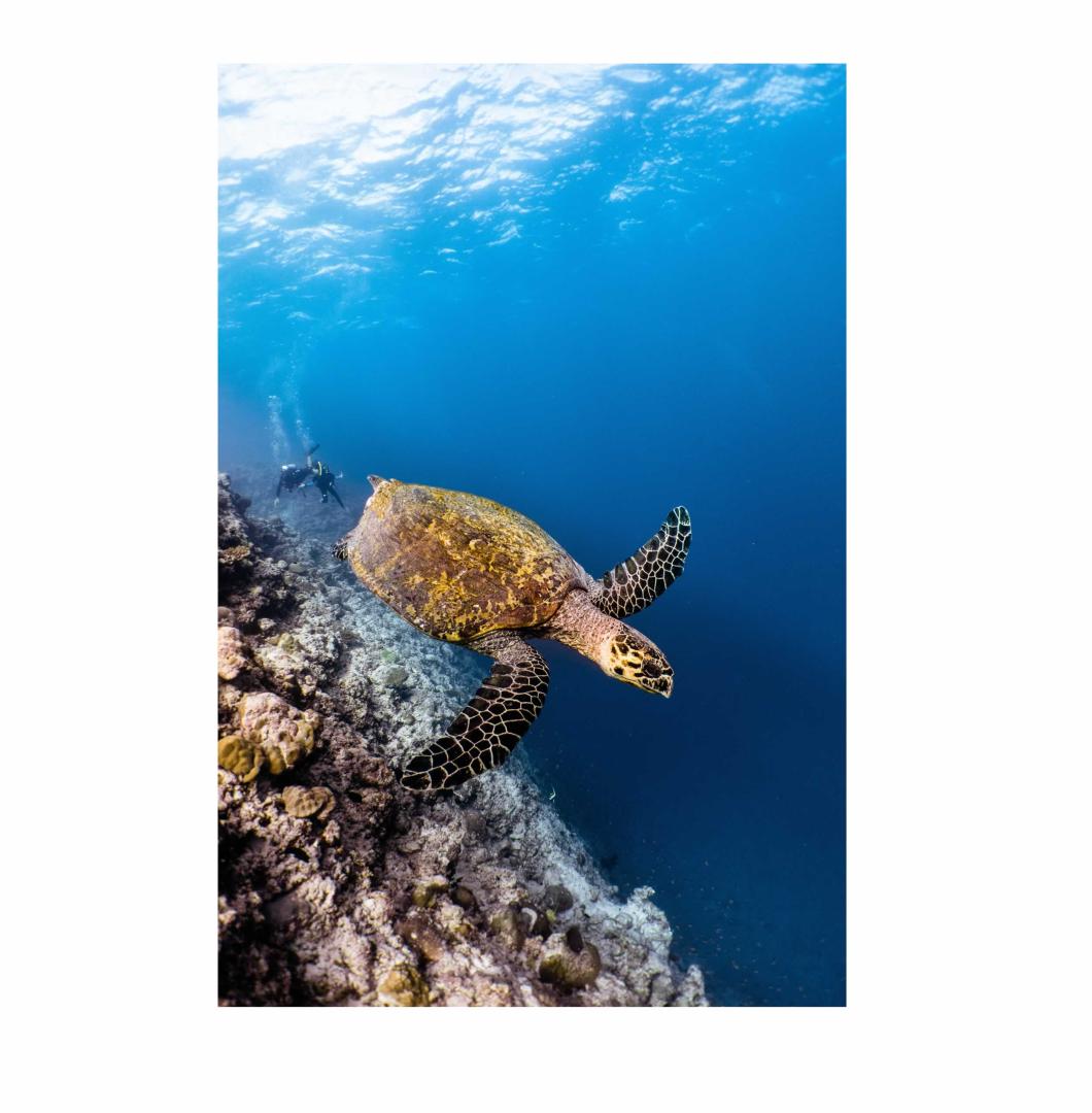Movenpick Resort Kuredhivaru Maldives image