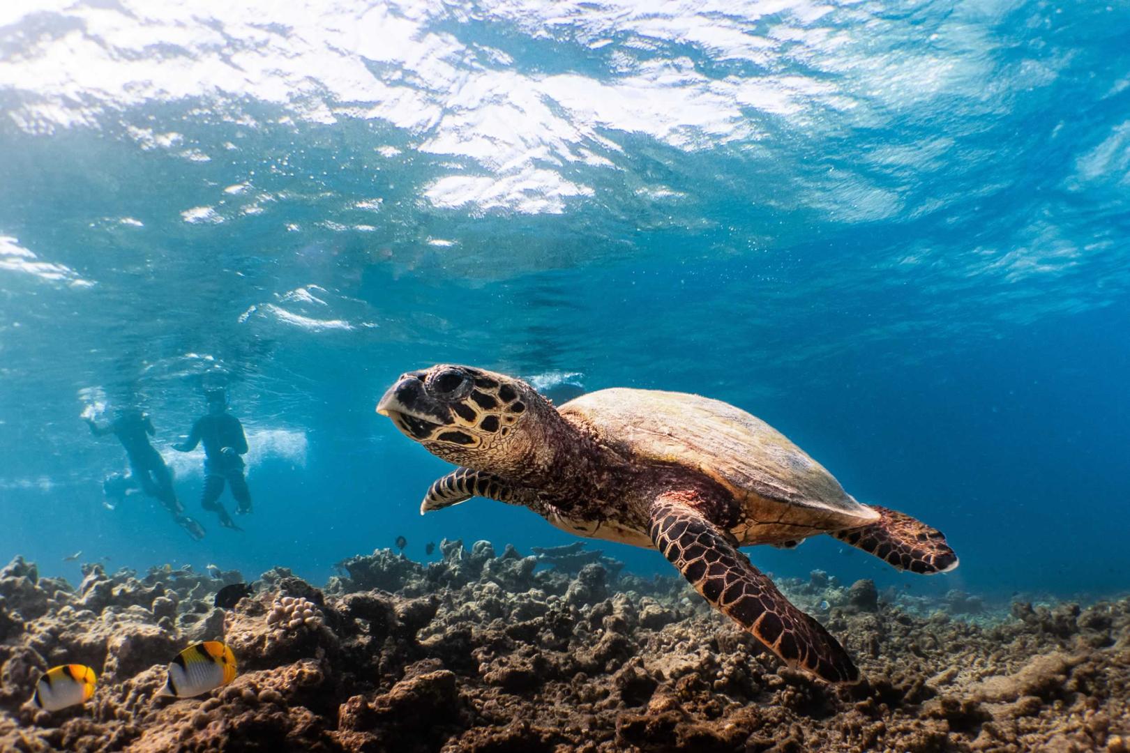 Movenpick Resort Kuredhivaru Maldives image