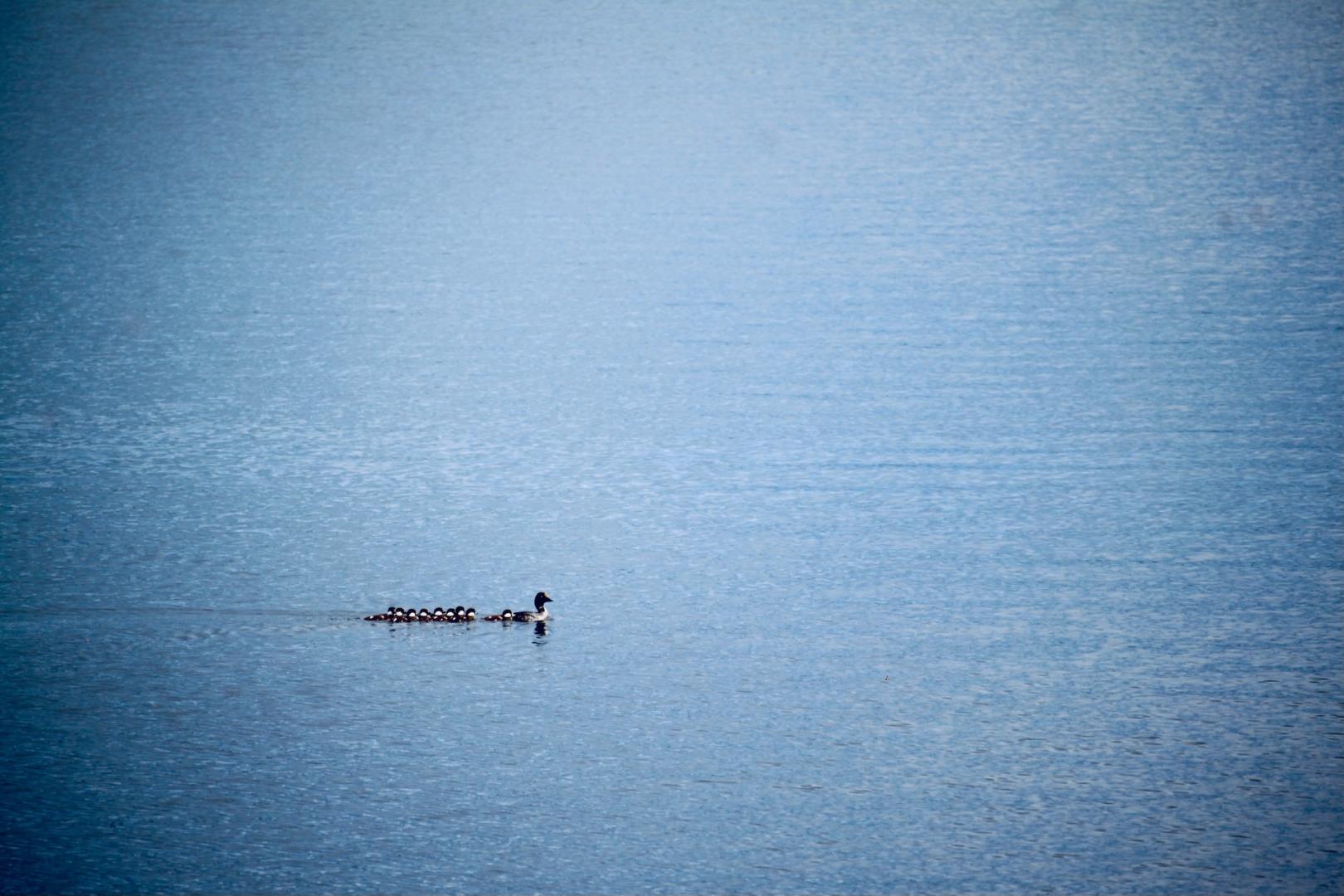 Beer Lake Estate Property image