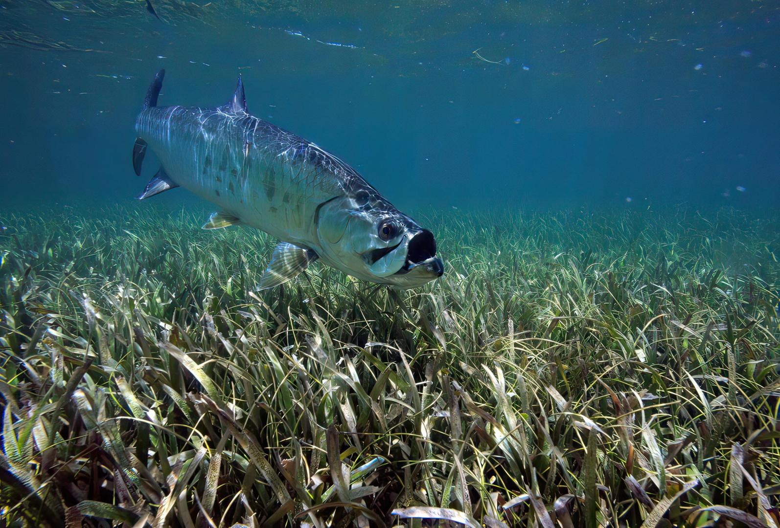 Fly Fishing Guanaja – Private island in Honduras, Central America