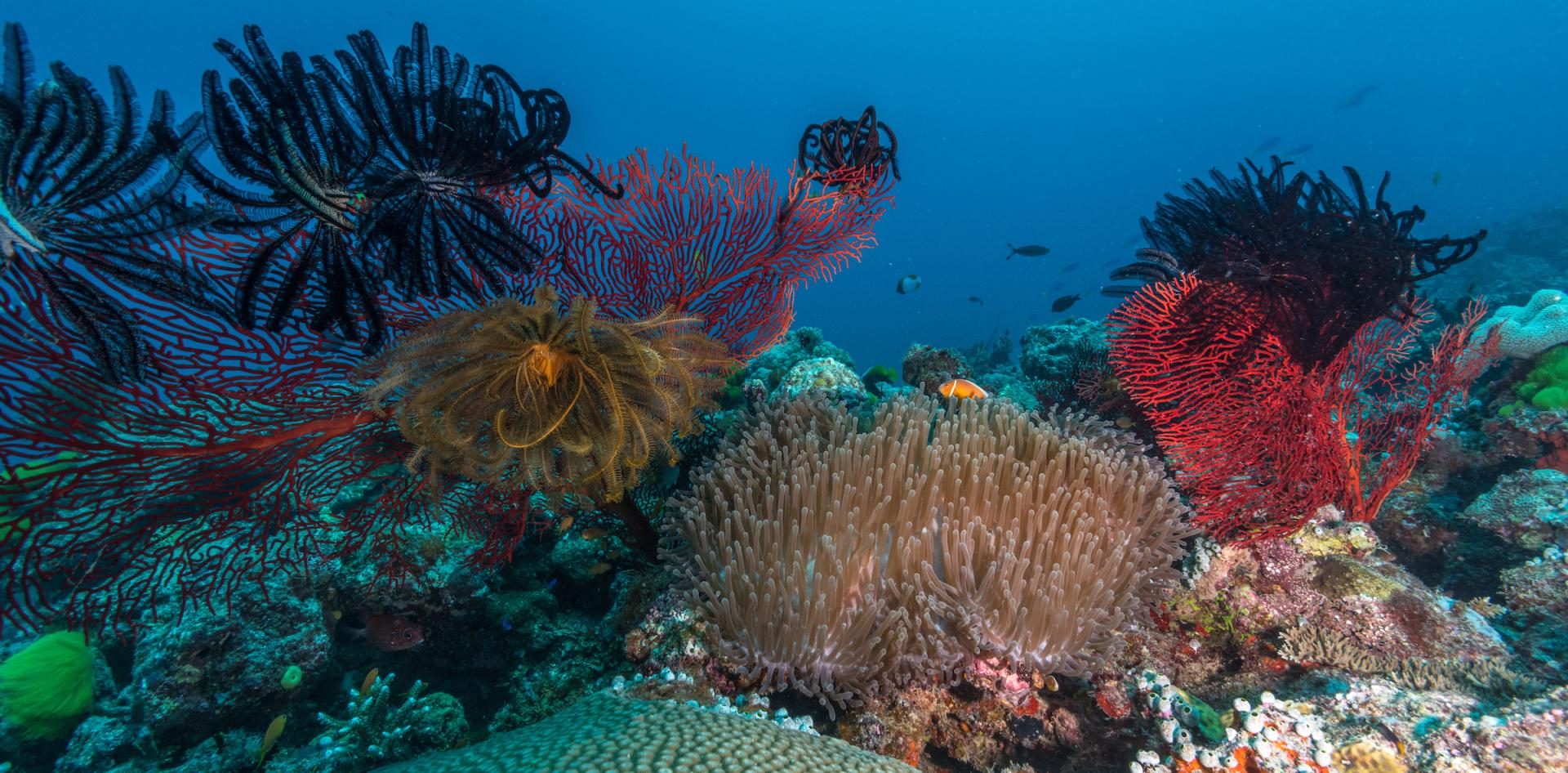 Wakaya Island – Private island in Fiji, South Pacific