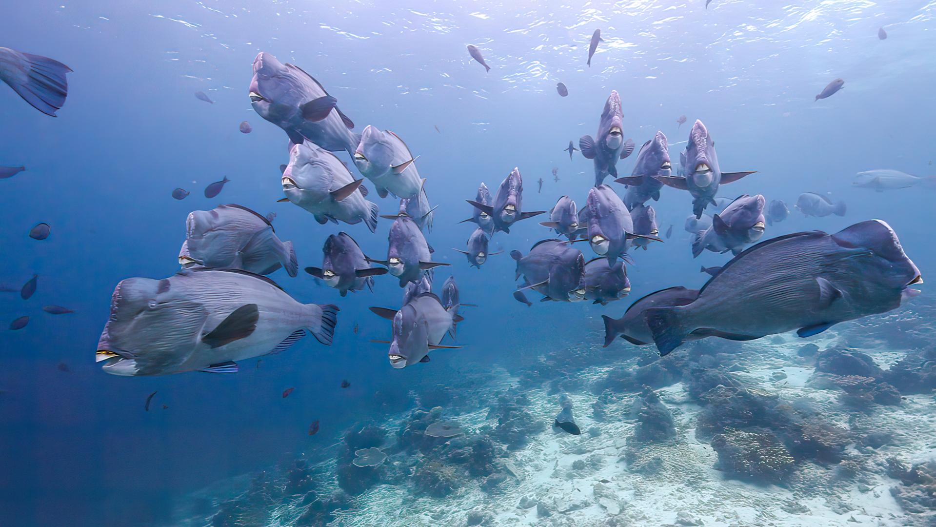 Sipadan-Kapalai Dive Resort – Private island in Malaysia, Asia & Middle East