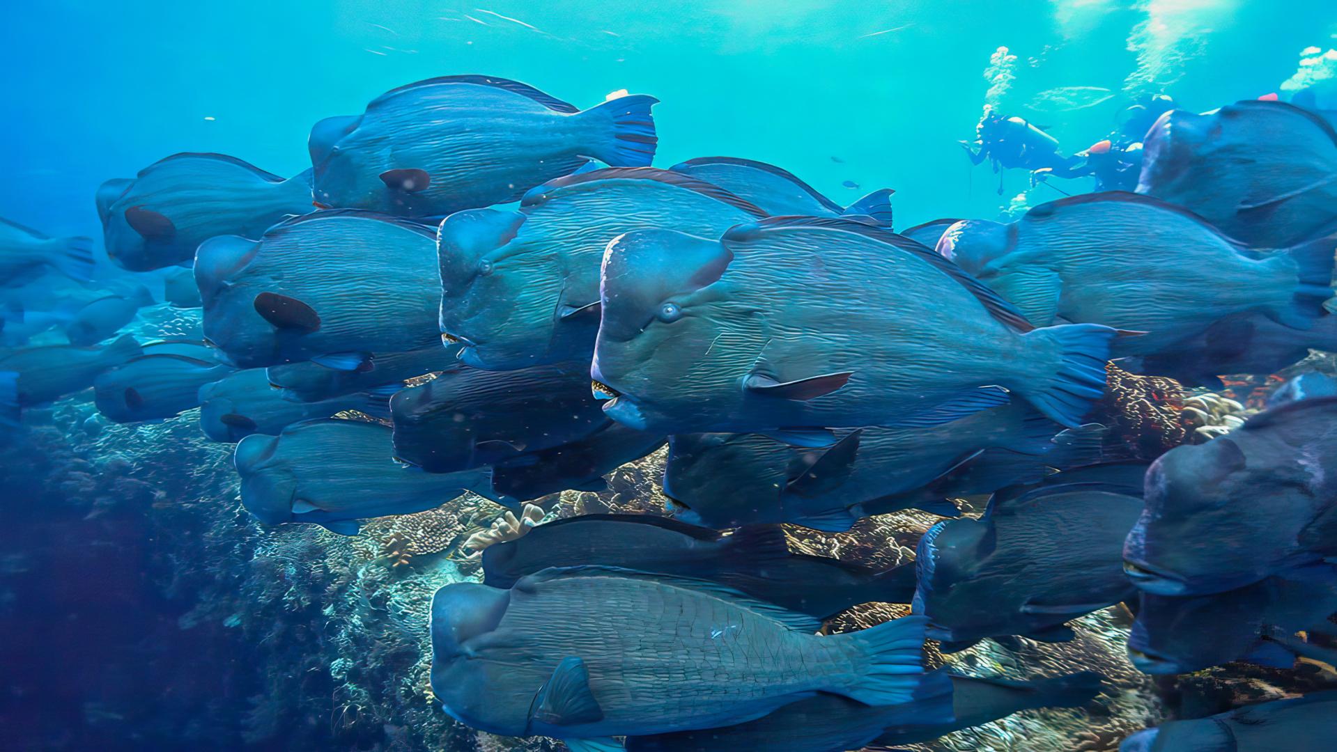 Sipadan-Kapalai Dive Resort – Private island in Malaysia, Asia & Middle East