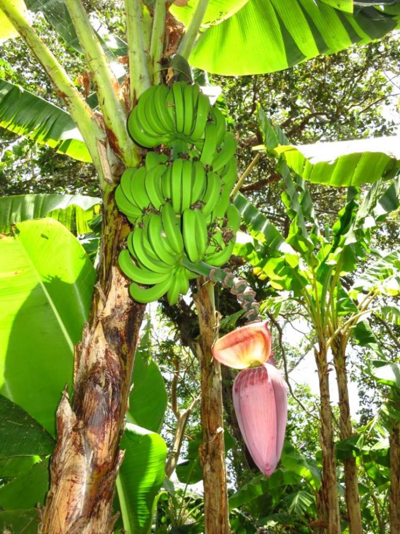 Zopango Orchids Island – Private island in Nicaragua, Central America