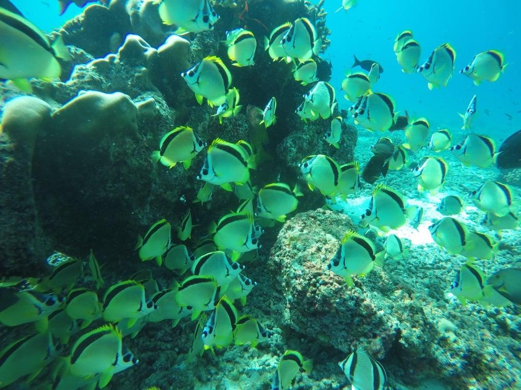 Selva Terra Island Resort – Private island in Panama, Central America