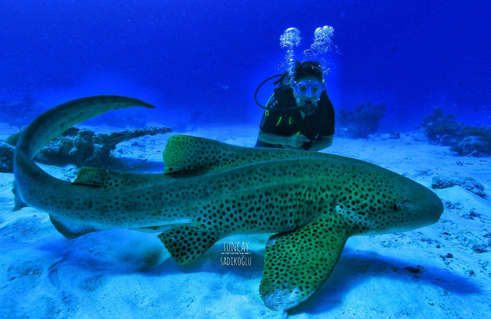 Ayada Maldives – Private island in Maldives, Asia & Middle East