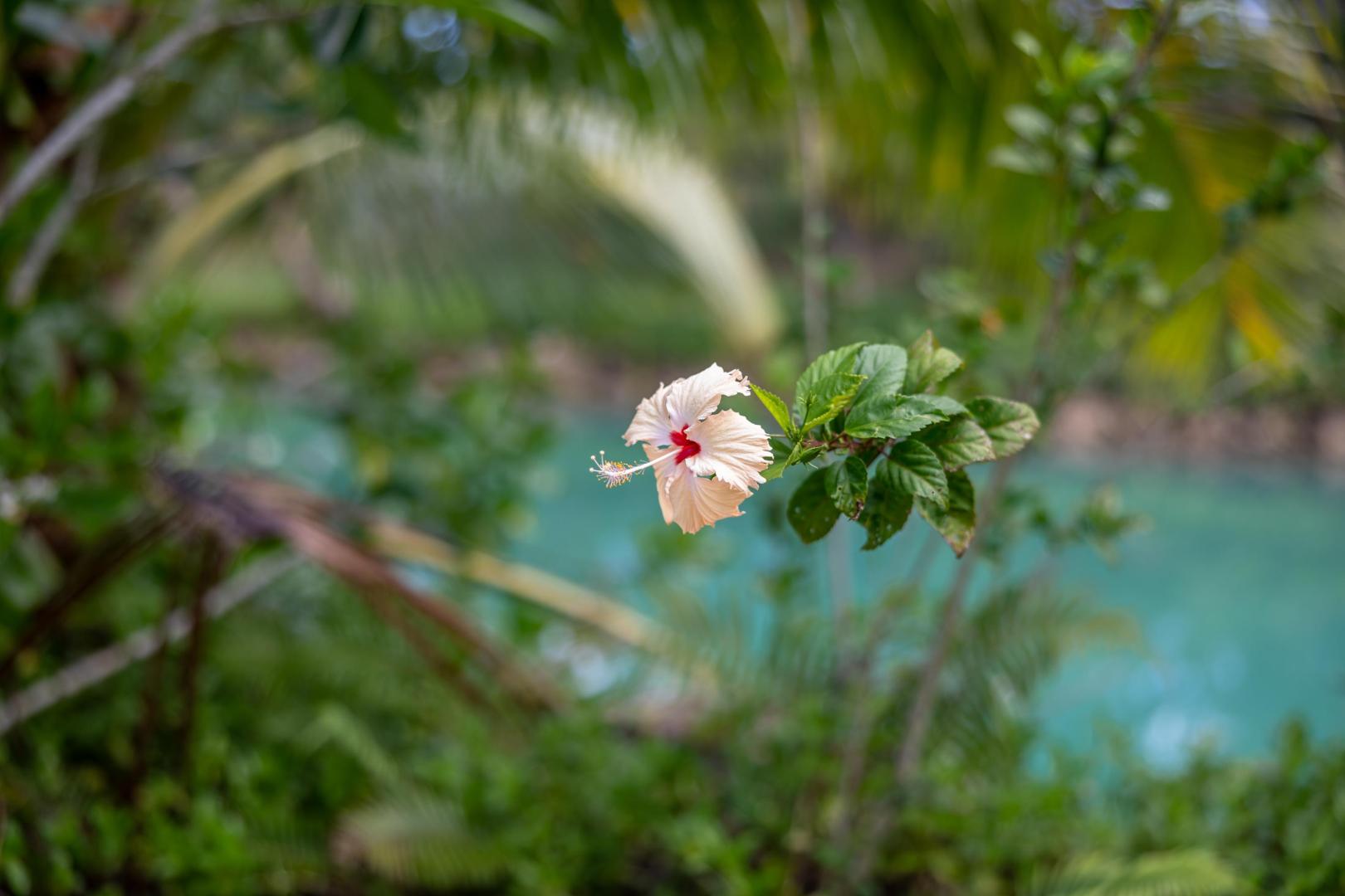 Savasi Island Resort – Private island in Fiji, South Pacific