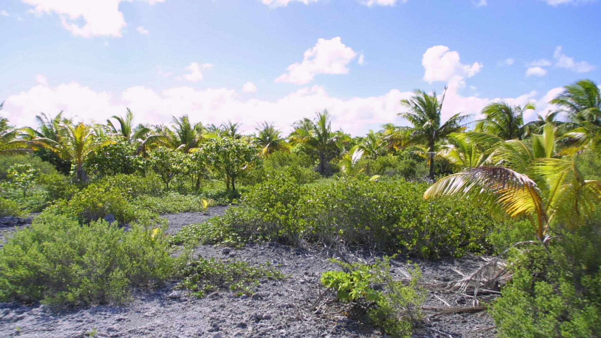Arutua Island – Private island in French Polynesia, South Pacific