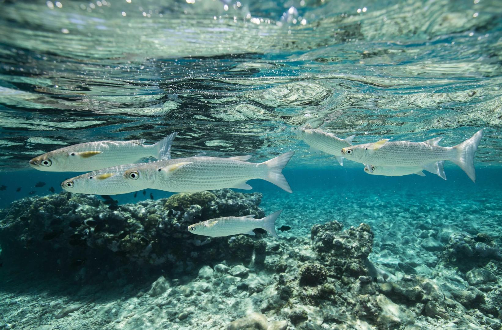 Tikehau Fafarua Lodge image