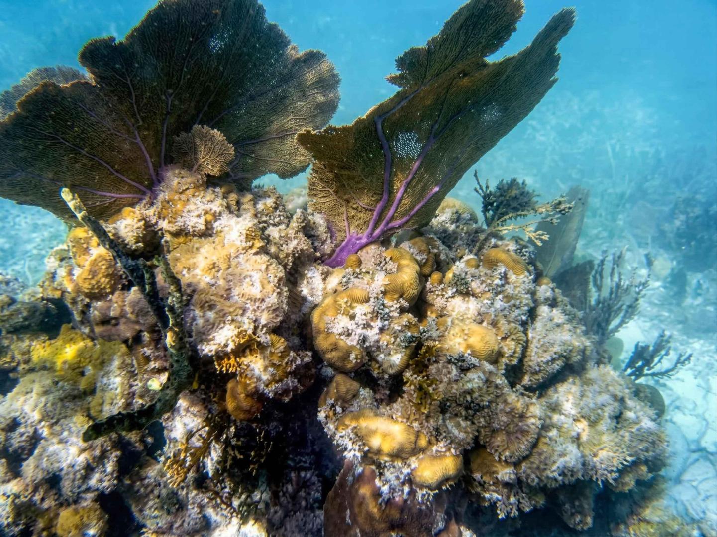 Wild Orchid Caye – Private island in Belize, Central America