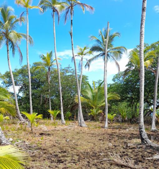 Blowfish Island – Private island in Panama, Central America
